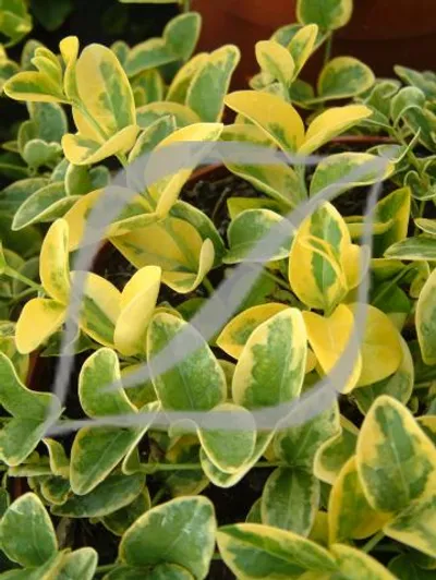 Vinca minor 'Aureovariegata'