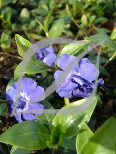 Vinca minor 'Azurea Flore Pleno'