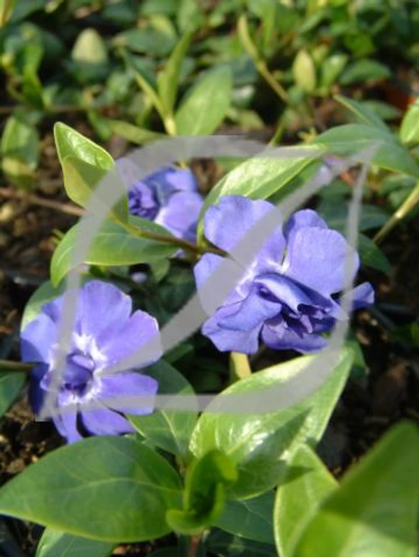 Vinca minor 'Azurea Flore Pleno'