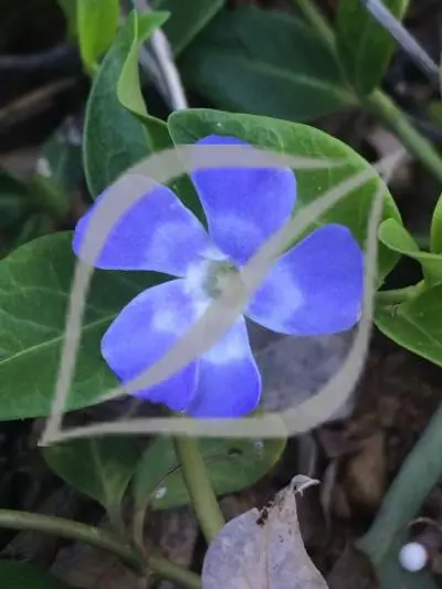 Vinca minor