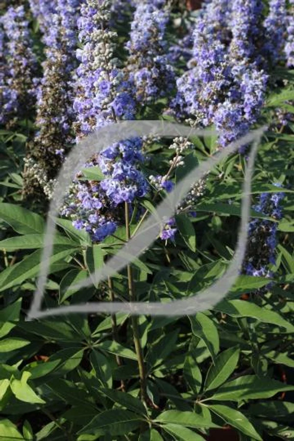 Vitex agnus-castus 'Latifolia'