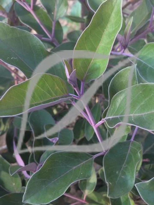 Vitex trifolia 'Purpurea'