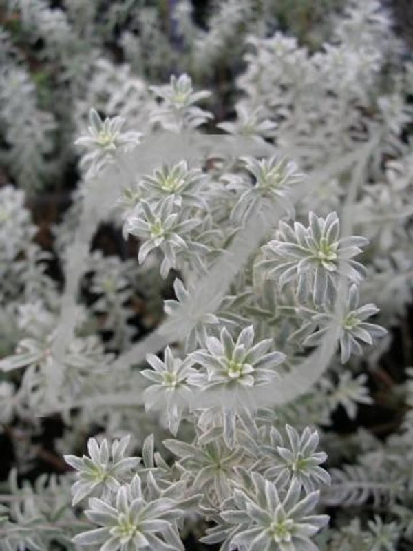 Westringia fruticosa 'Smokie'