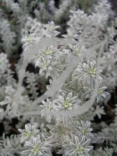 Westringia fruticosa 'Smokie'