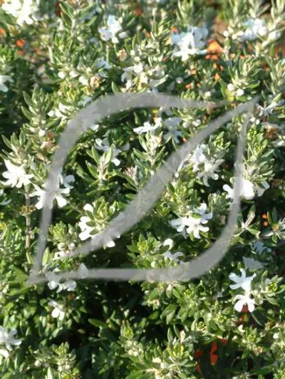 Westringia fruticosa