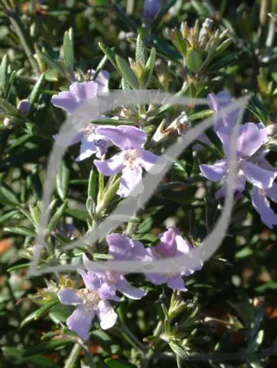 Westringia 'Wynyabbie Gem' (longifolia)