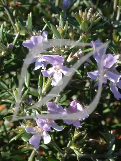 Westringia 'Wynyabbie Gem' (longifolia)