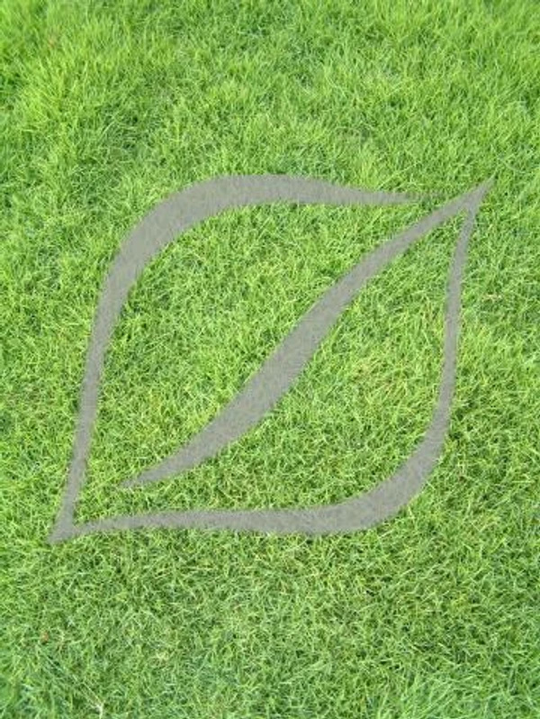 Zoysia tenuifolia