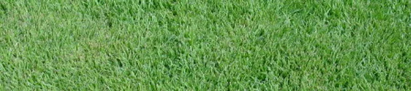 Catalogue Zoysia