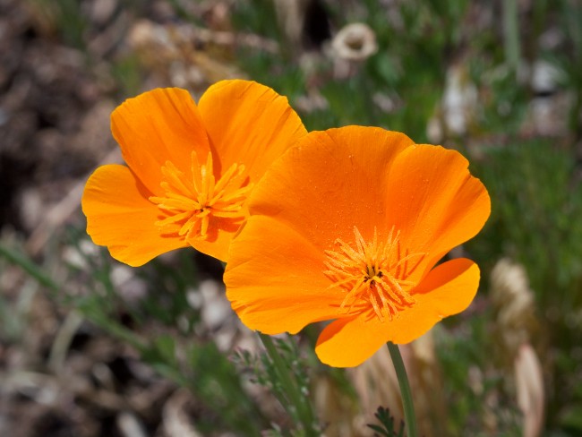 Eschscholzia californica