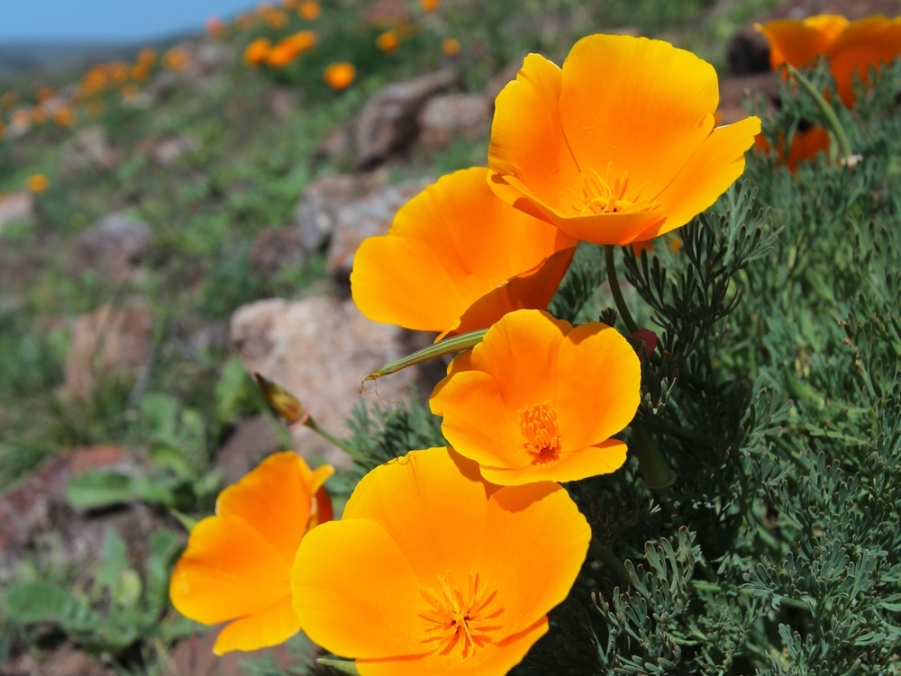 Imagen de Eschscholzia californica. Fuente: lhseeds.com