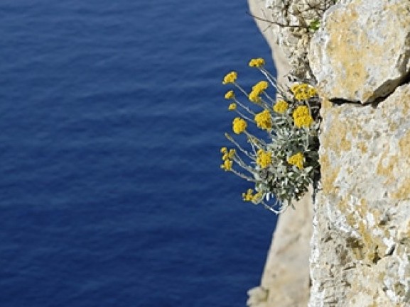 Helichrysum orientale