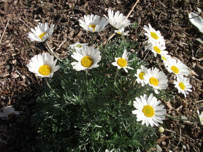 Rhodanthemum hosmariense 