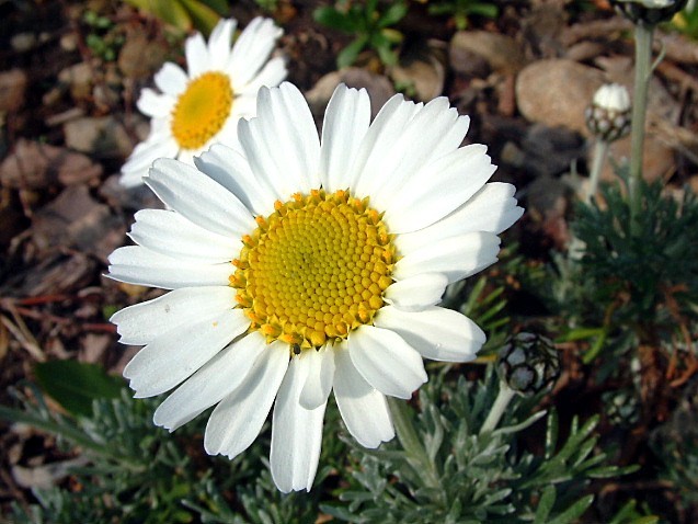 Rhodanthemum hosmariense 