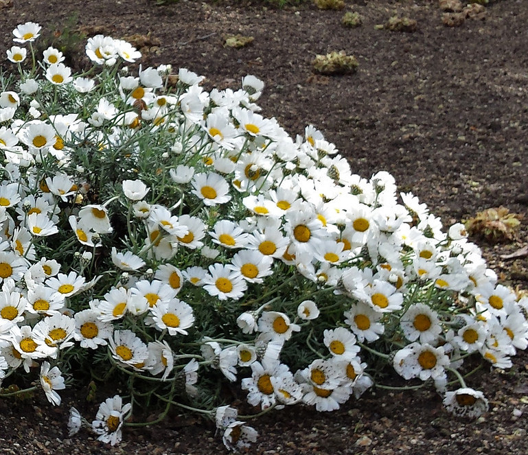 Imagen de Rhodanthemum hosmariense. Fuente: flickr.com